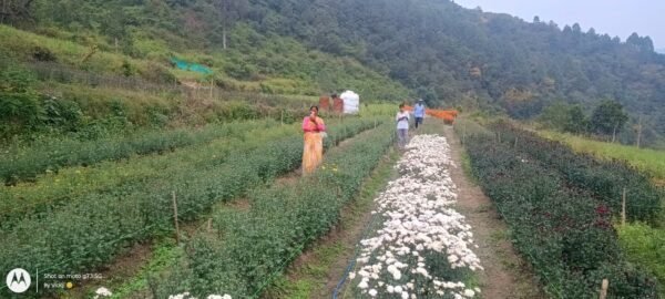 बंजर भूमि बनी फूलों की घाटी : कल्जीखाल का कुण्ड गांव बना रिवर्स माइग्रेशन व सहकारिता का मॉडल, जो बदल रहा है पहाड़ों की तस्वीर!