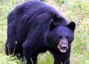 वन्यजीवों की सक्रियता पर टोल फ्री नंबर 1926 पर करें संपर्क