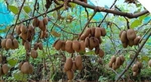 रिवर्स माइग्रेशन और आधुनिक कृषि से बदल रही उत्तराखंड के सुदूर जनपद बागेश्वर की तस्वीर