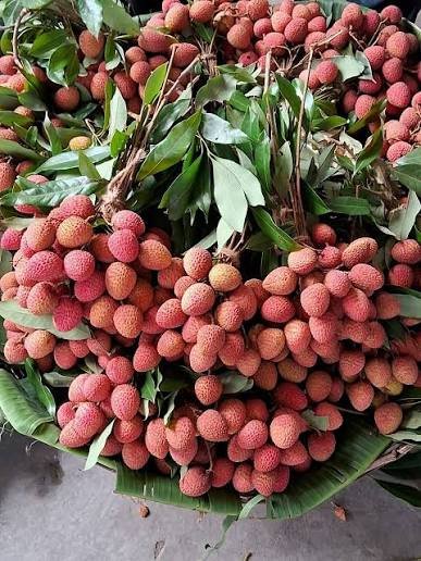 एपीडा ने यूरोप में बनाई पैठ: उत्तराखंड की ताजी लीची की इटली को पहली खेप निर्यात