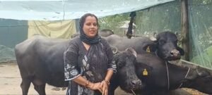 आत्मनिर्भरता की नई राह पर परमजीत कौर, भैंस पालन से मजबूत हुई आजीविका